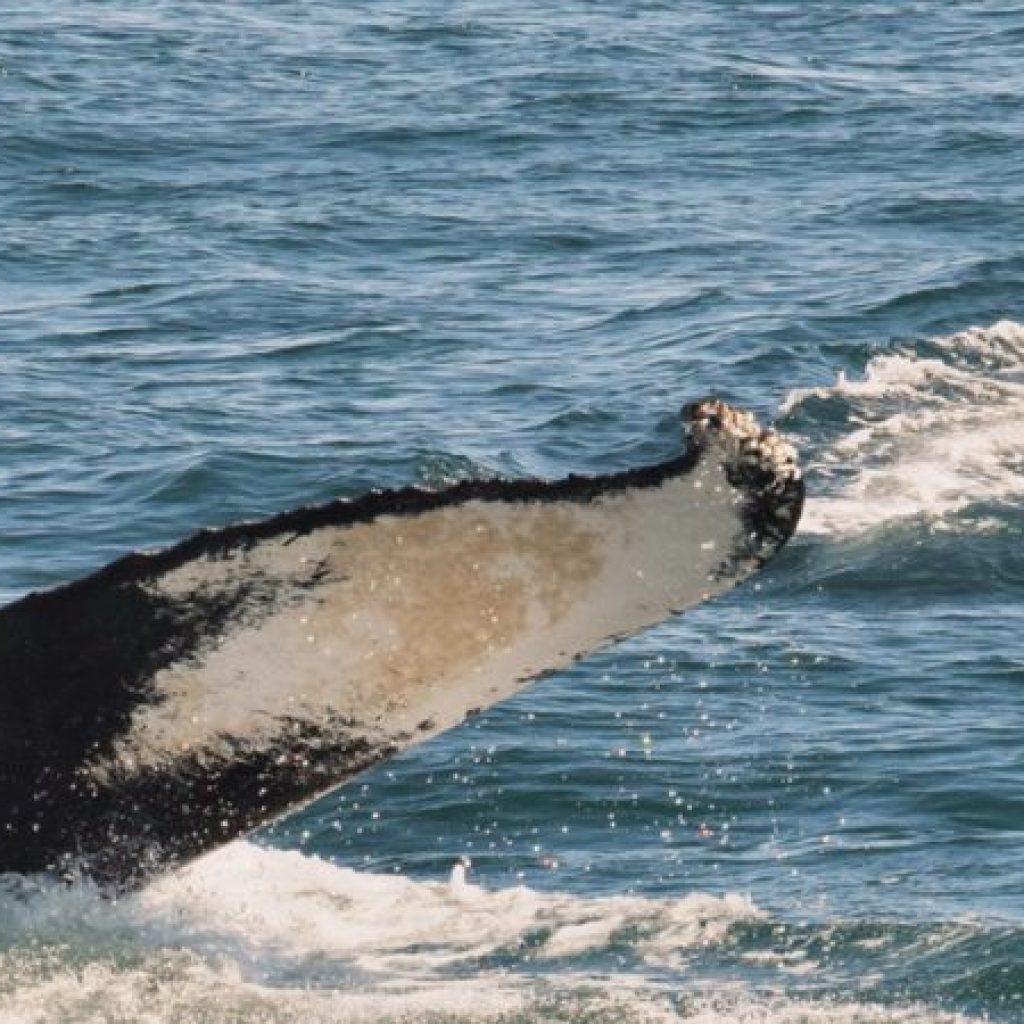 whale watching tours kennebunkport